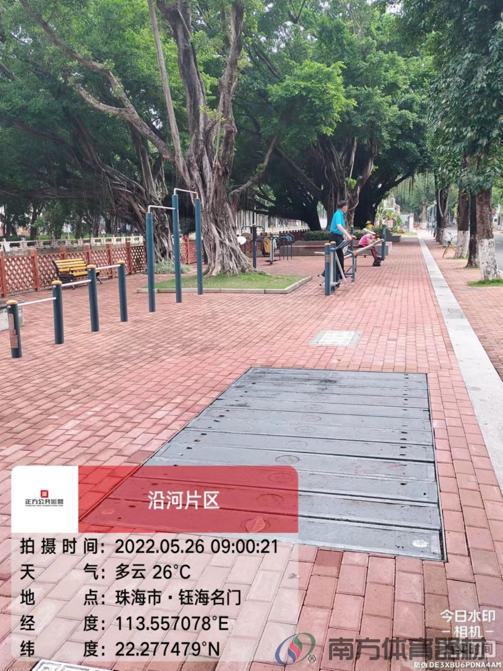 凤凰河社区公园银桦段(图1)